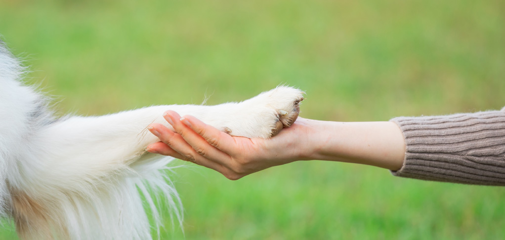 動物愛護と共生への貢献