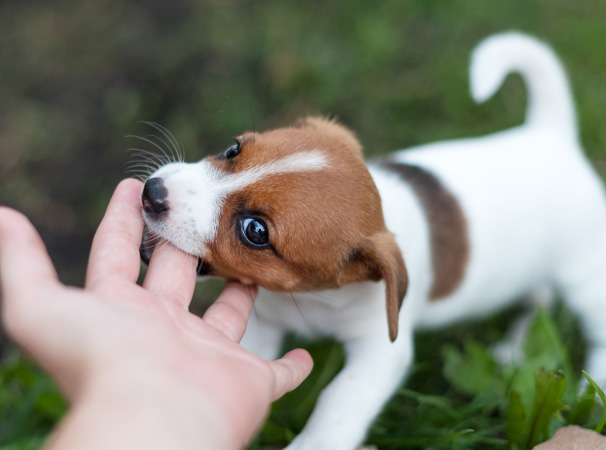 子犬の行動